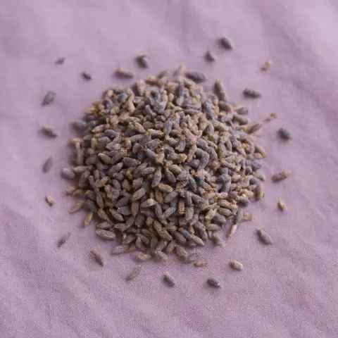 Lavendel