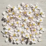 苹果花茶