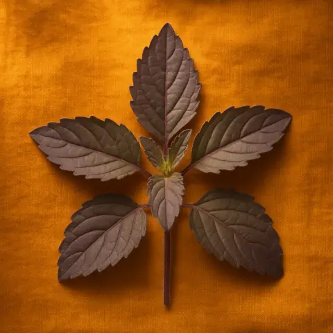Tulsi (Holy Basil)